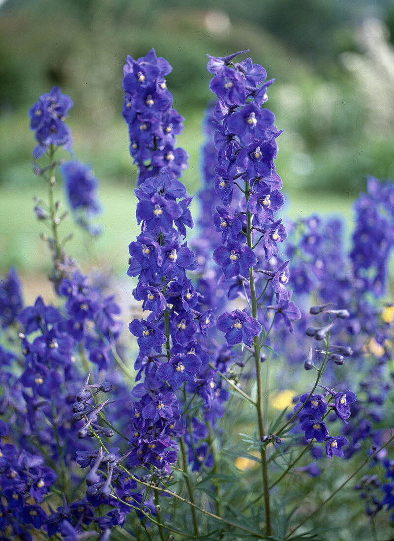 Delphinium belladonna