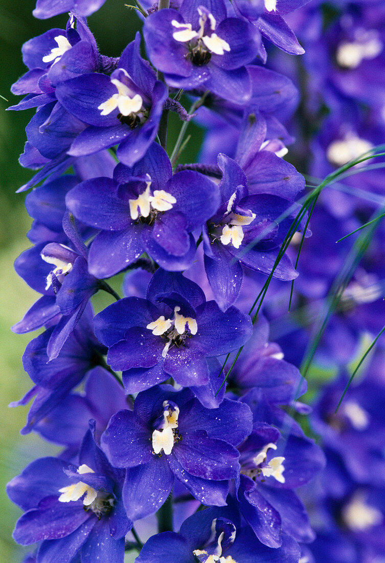 Delphinium elatum hybr. 'Lance-bearer'