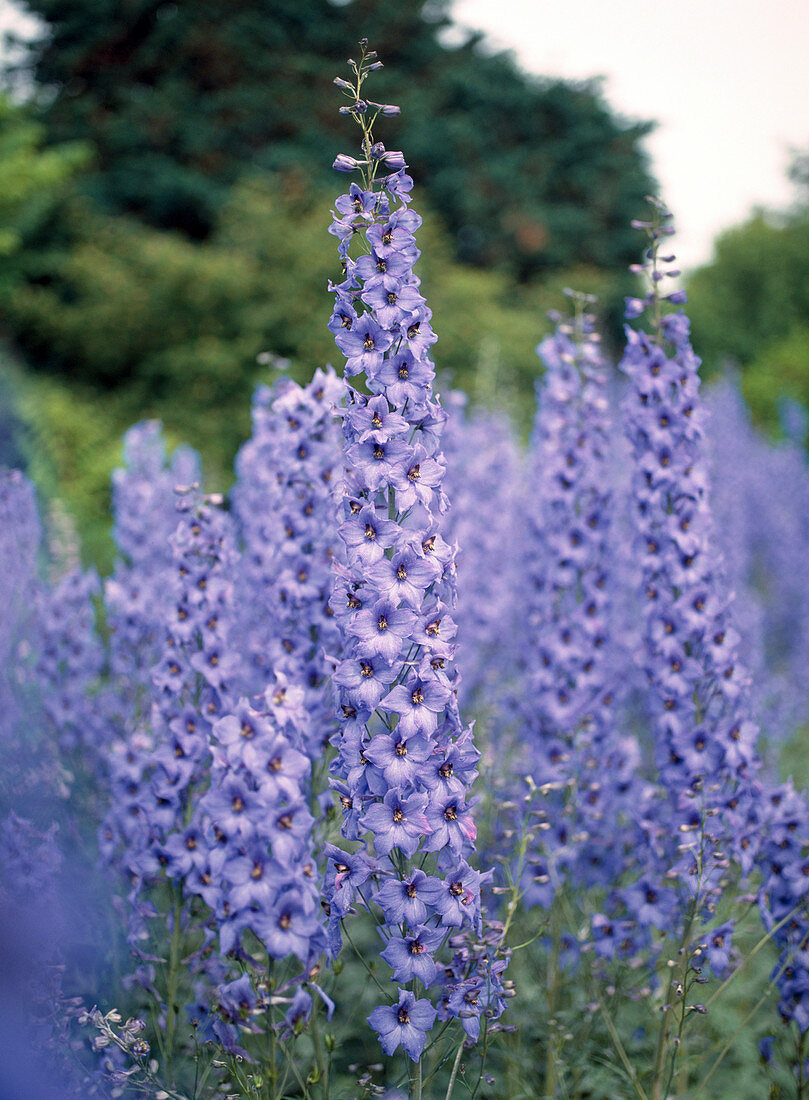 Delphinium elatum hybrid