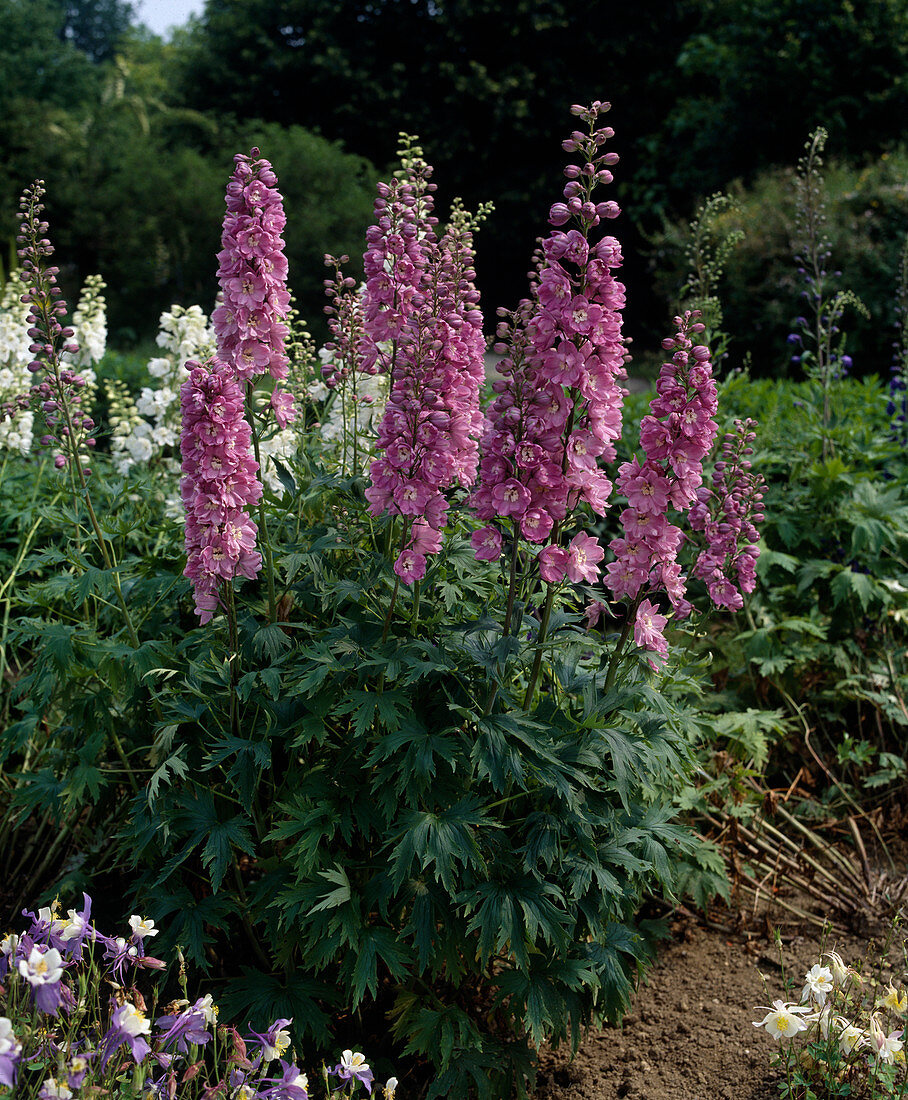 Delphinium x cultorum, Pacific hybride