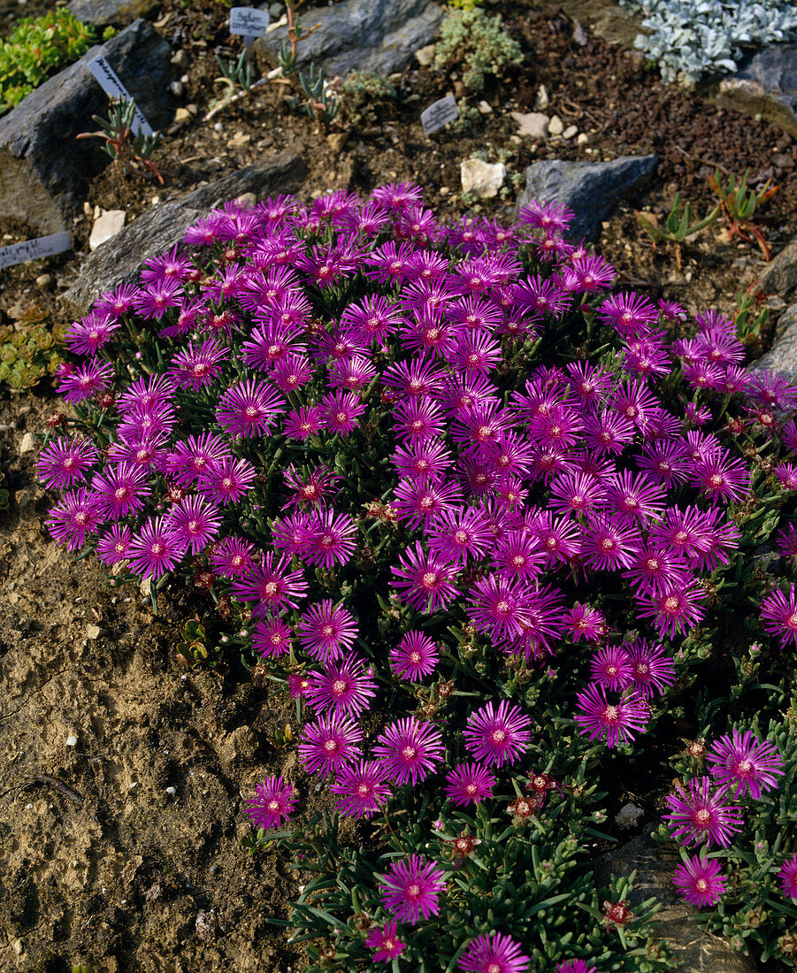 Delosperma cooperi