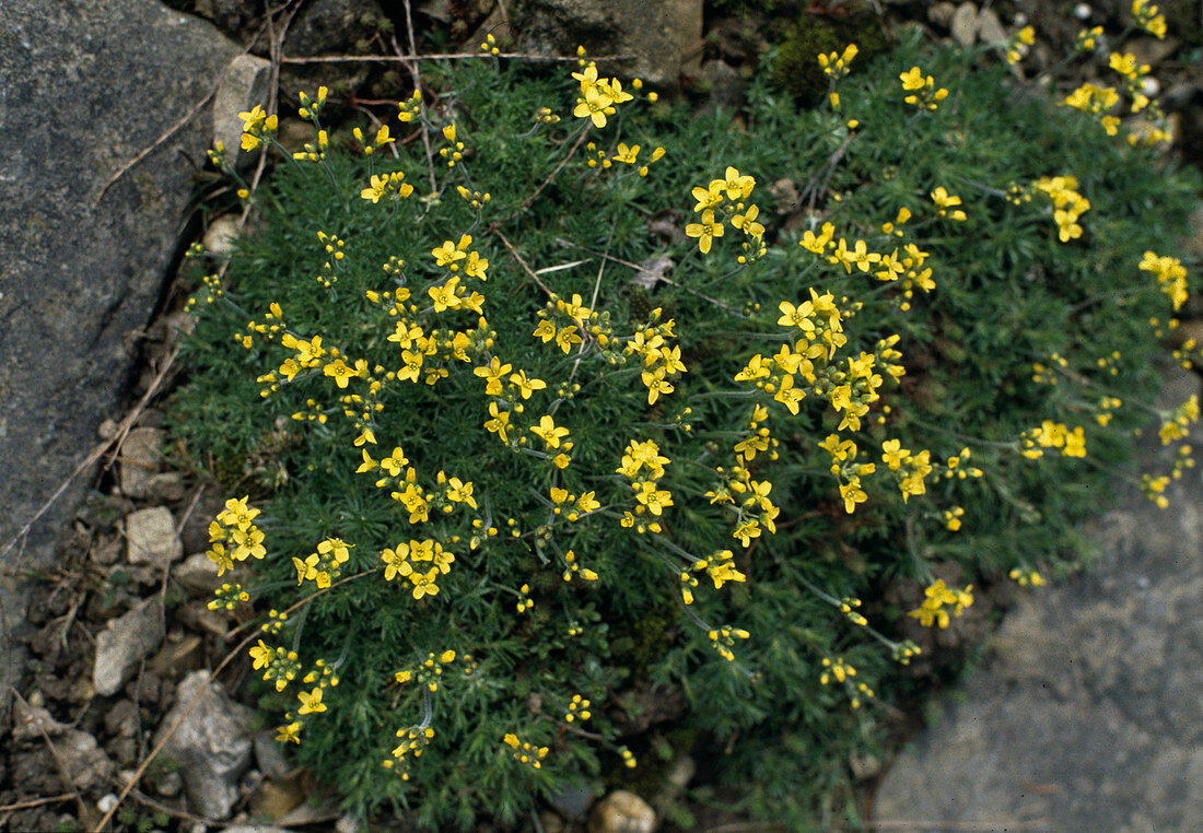 Draba aizoides