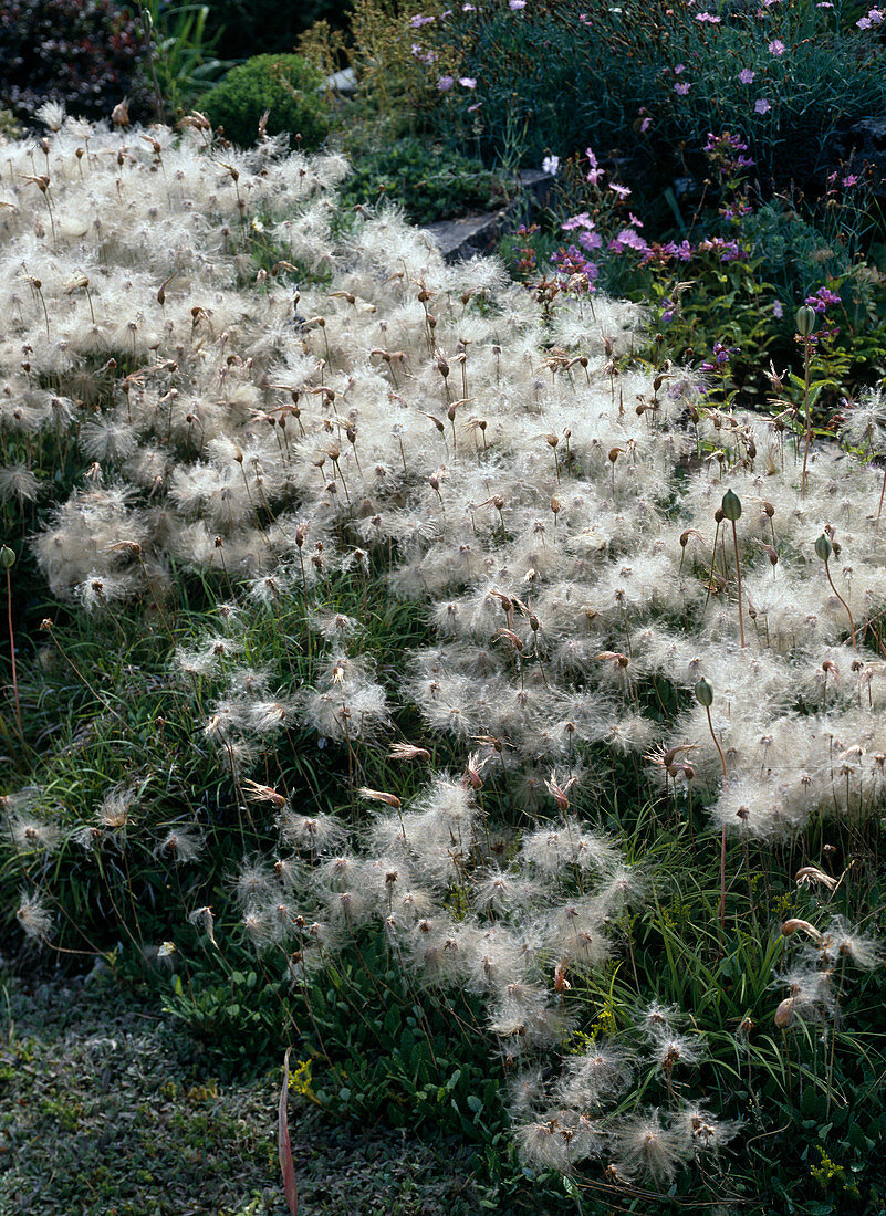 Dryas Octopetala