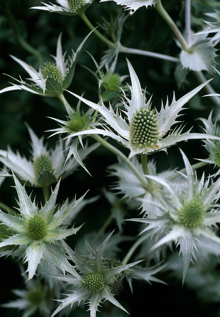 Eryngium giganteum