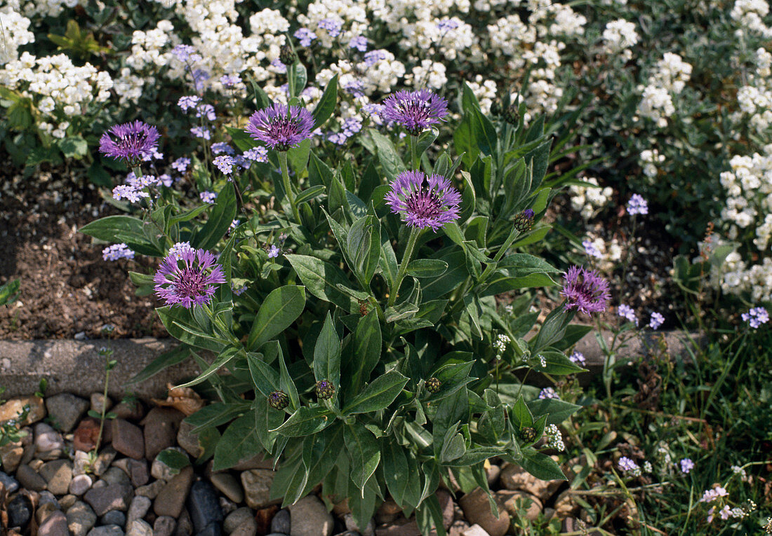 Centaurea Montana