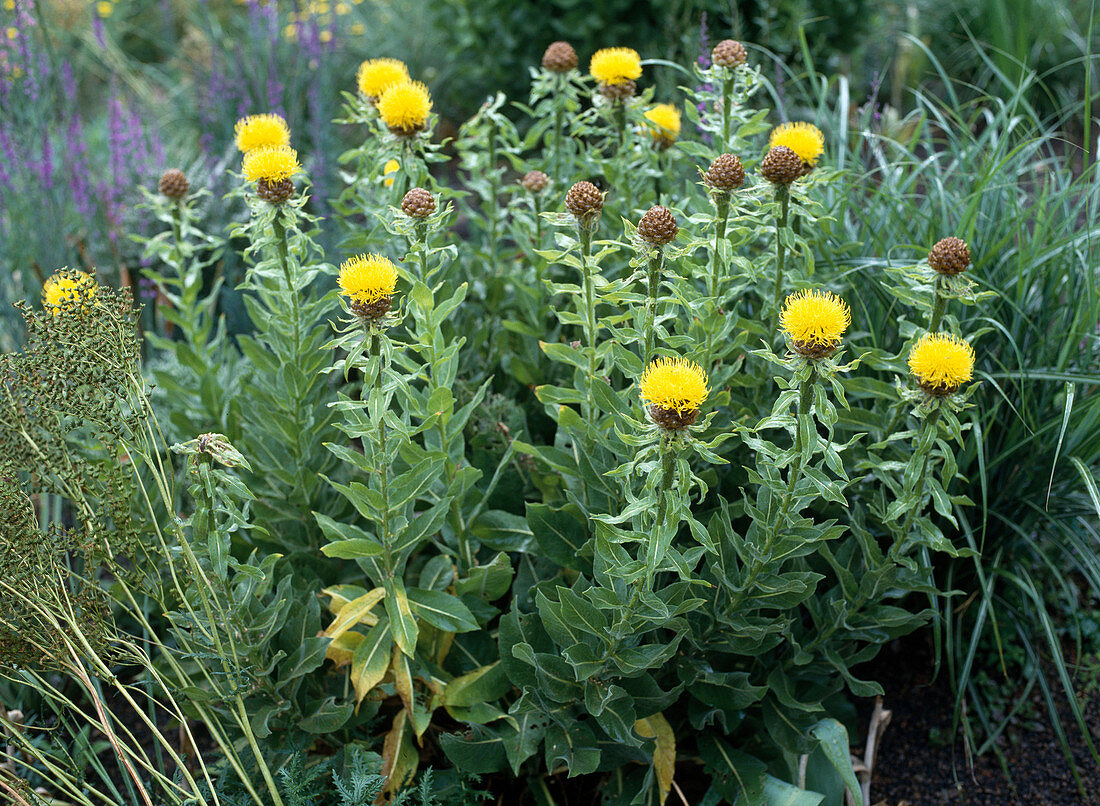 Centaurea Macrocephala