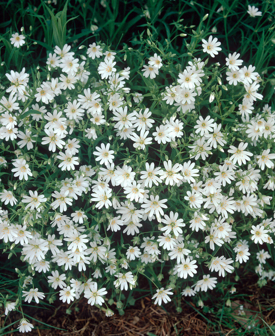 Cerastium arvense