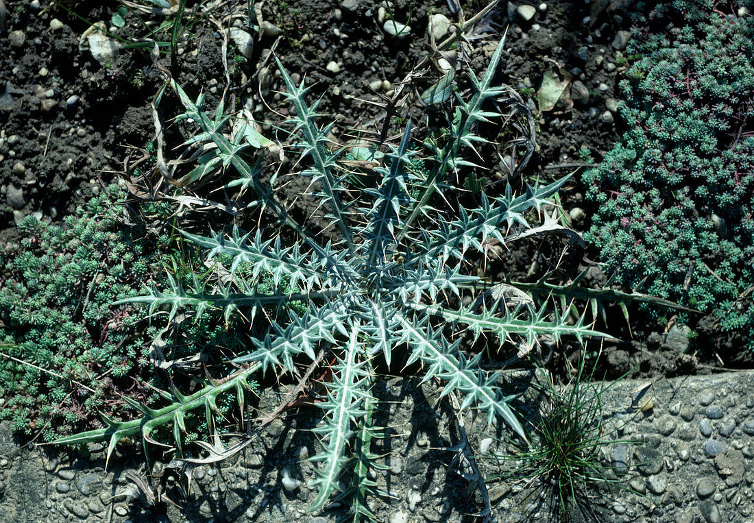 Cirsium diacanthum