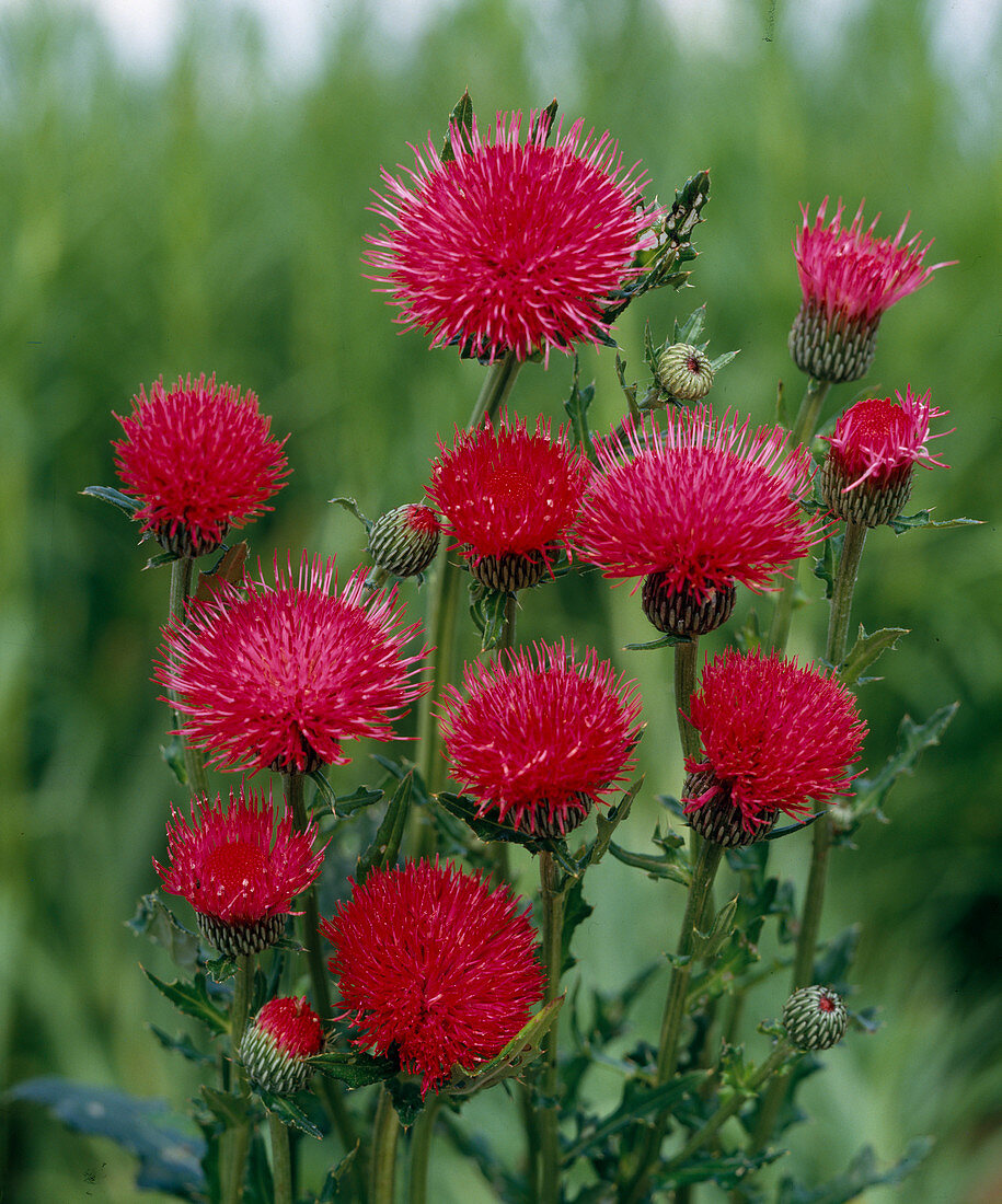 Cirsium japonicum 'Rose Beauty'