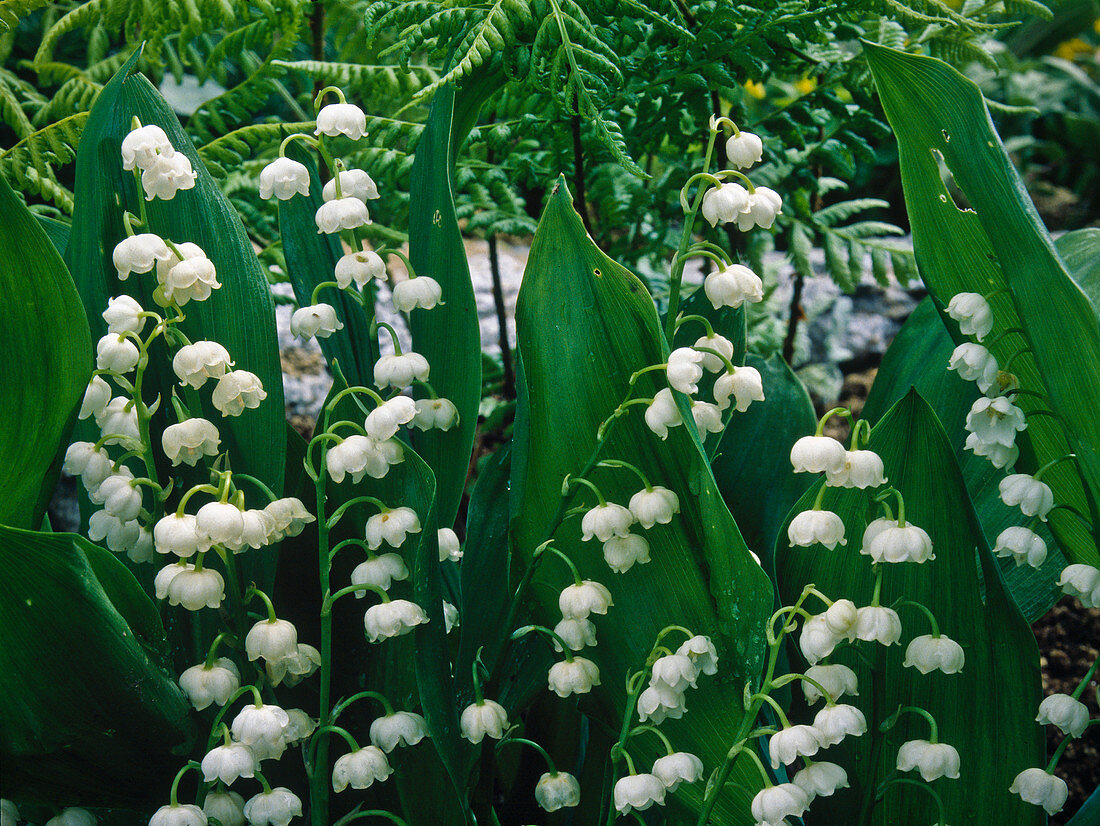 Convallaria majalis