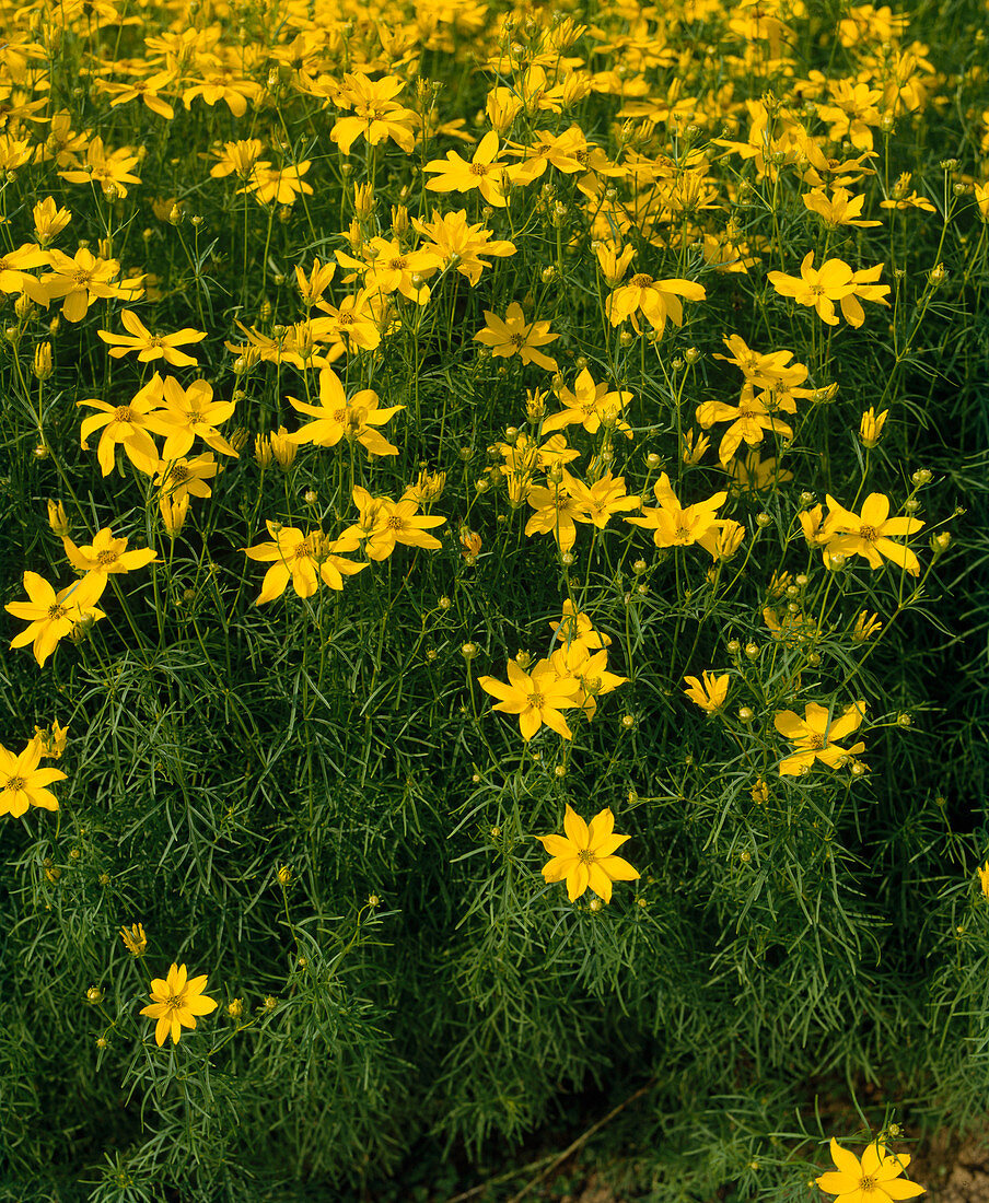 COREOPSIS VERTICILLATA ‘GRANDIFLORA’ – Bild kaufen – 12205536