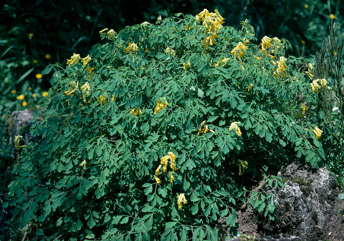 Corydalis lutea