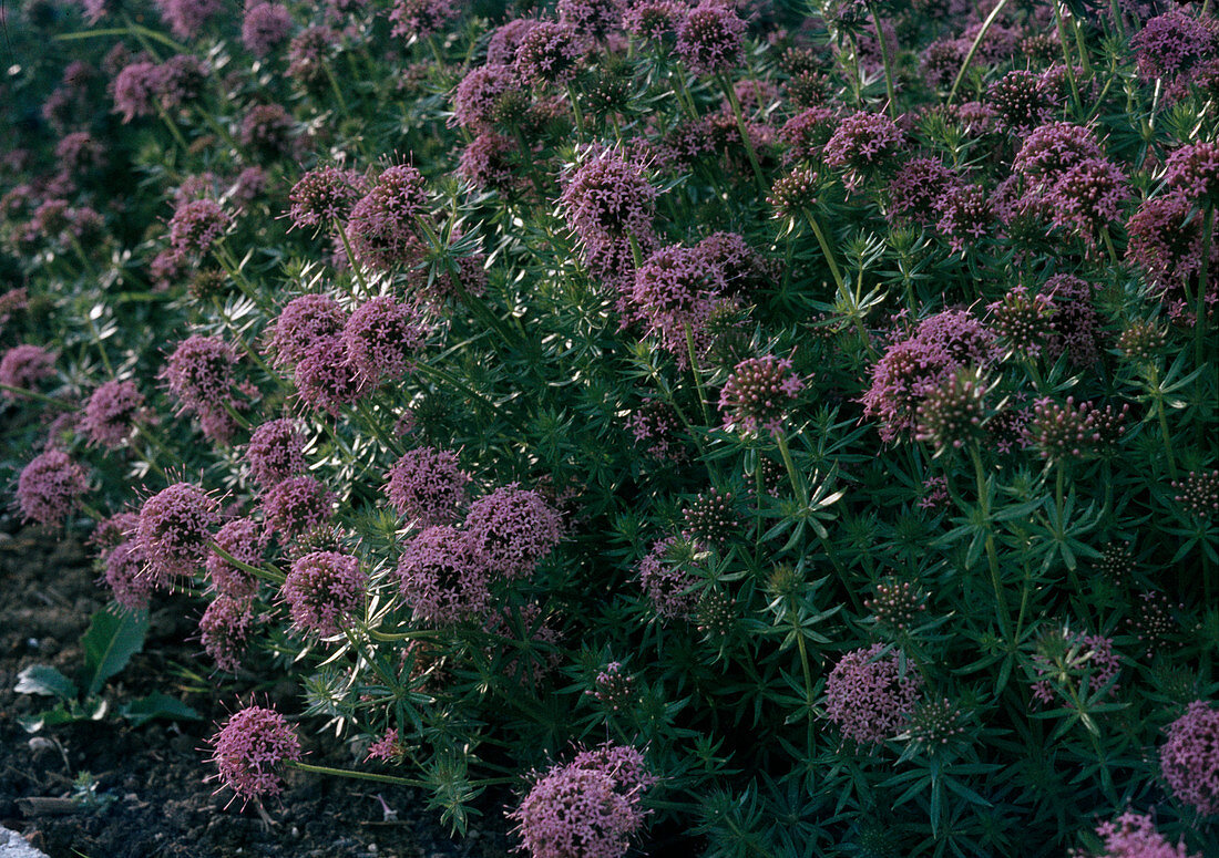 Crucianella stylosa