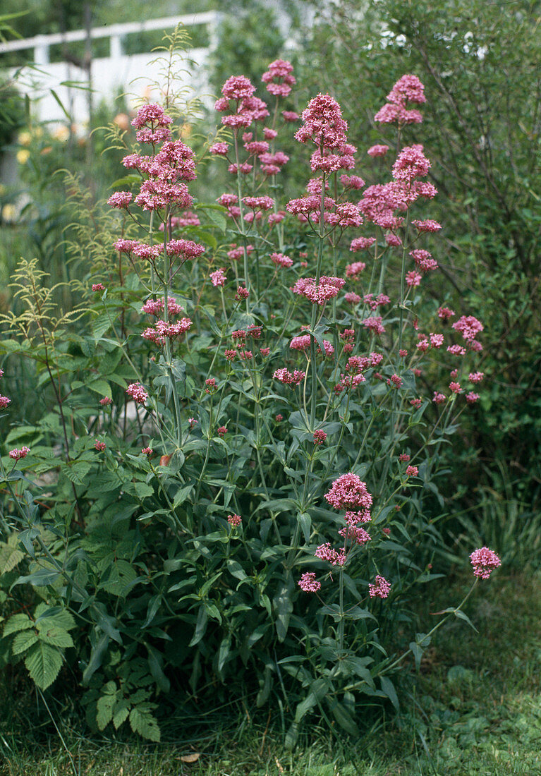 Centranthus ruber