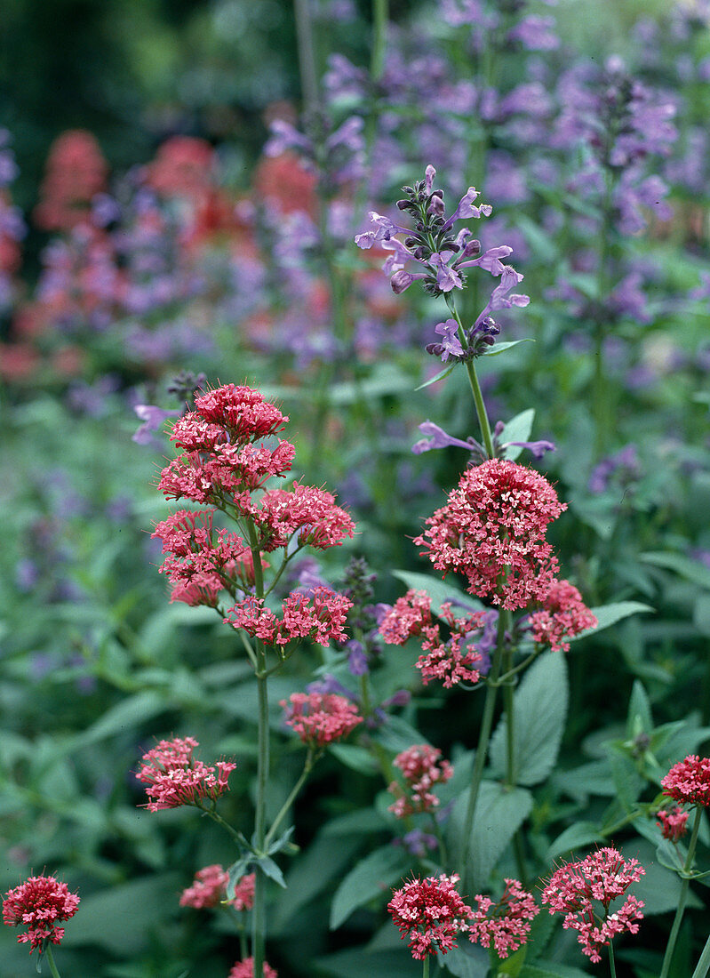 Centranthus ruber