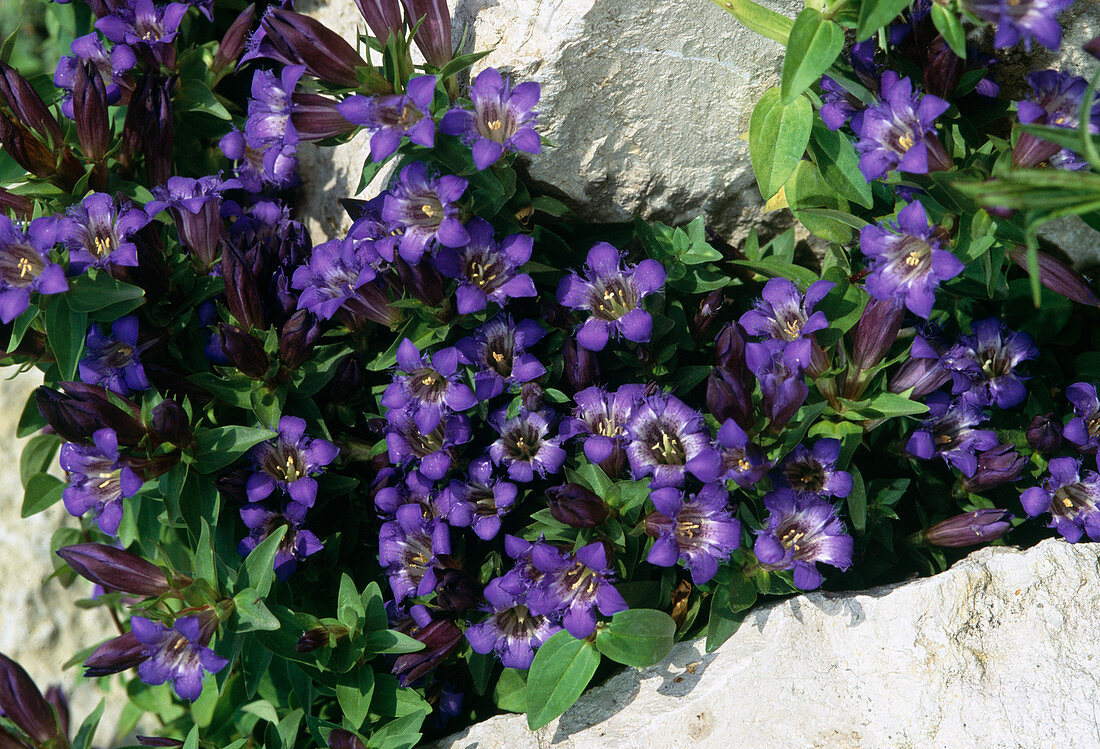 Gentiana septemfida