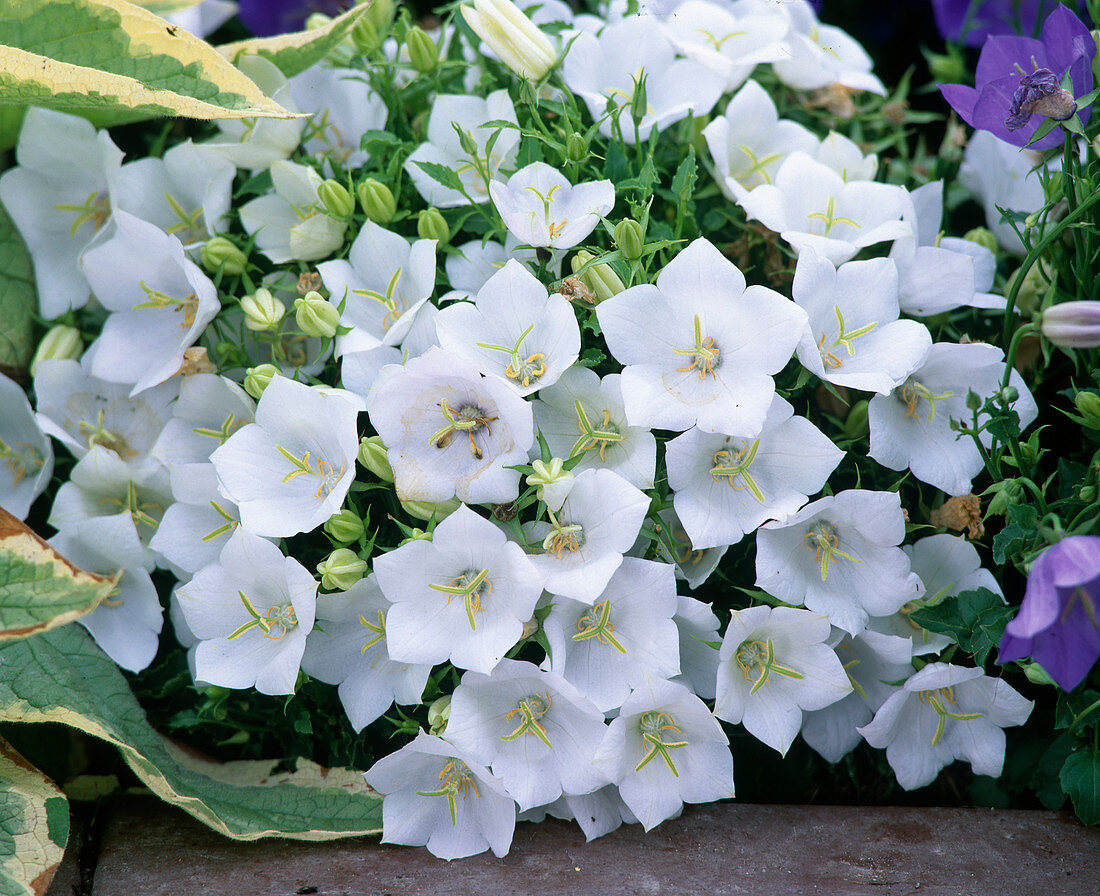 Campanula carpatica 'White Clips'