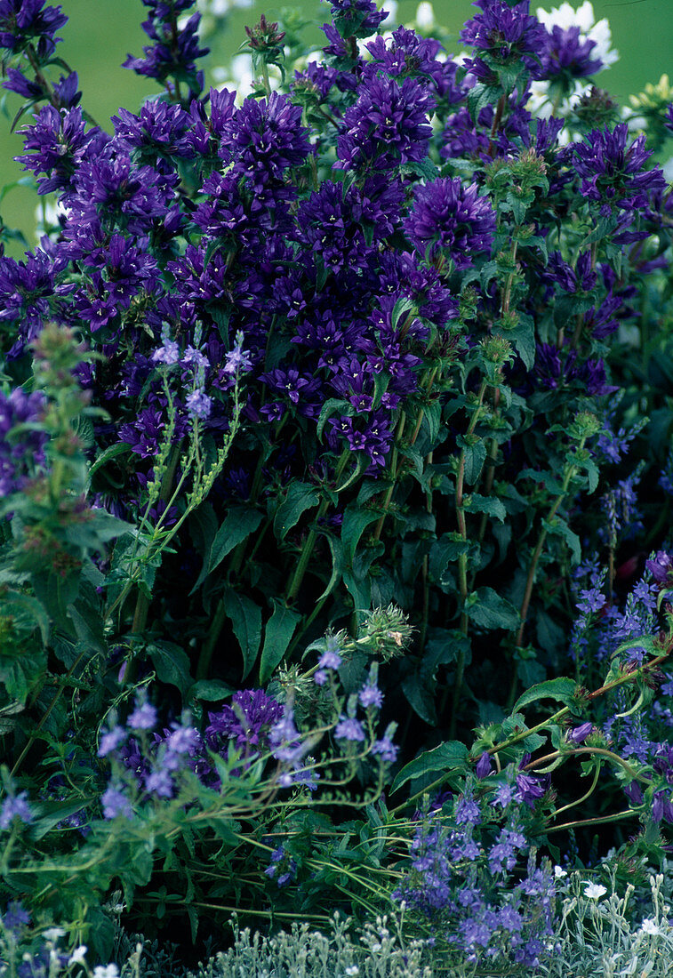 Campanula glomerata (knob bellflower)