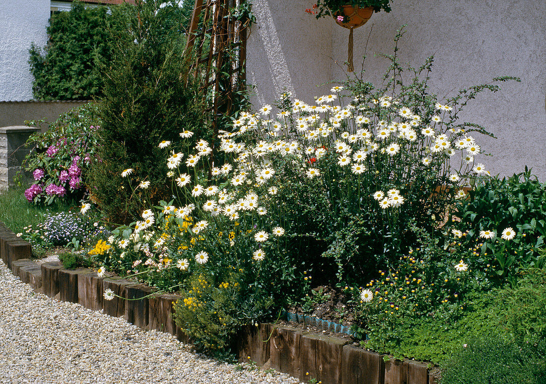 Spring daisy in a bed with pansies