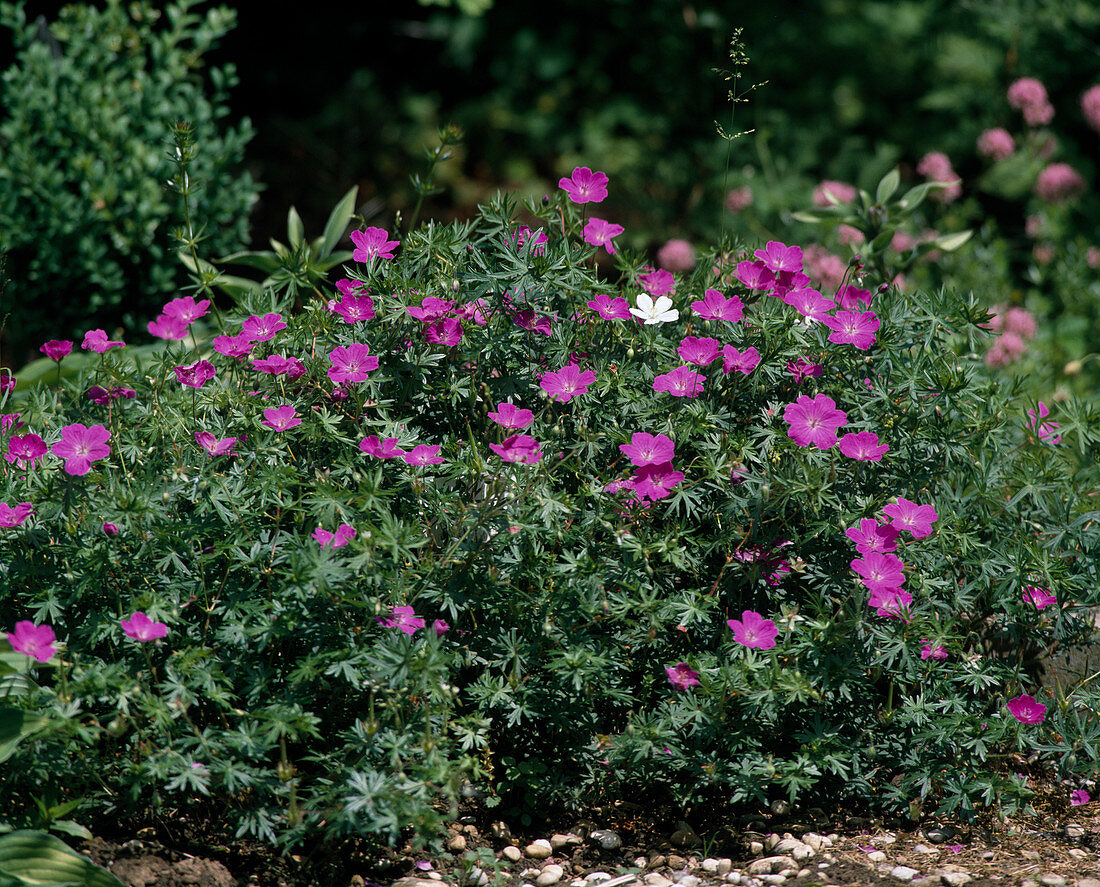 Geranium sanguineum