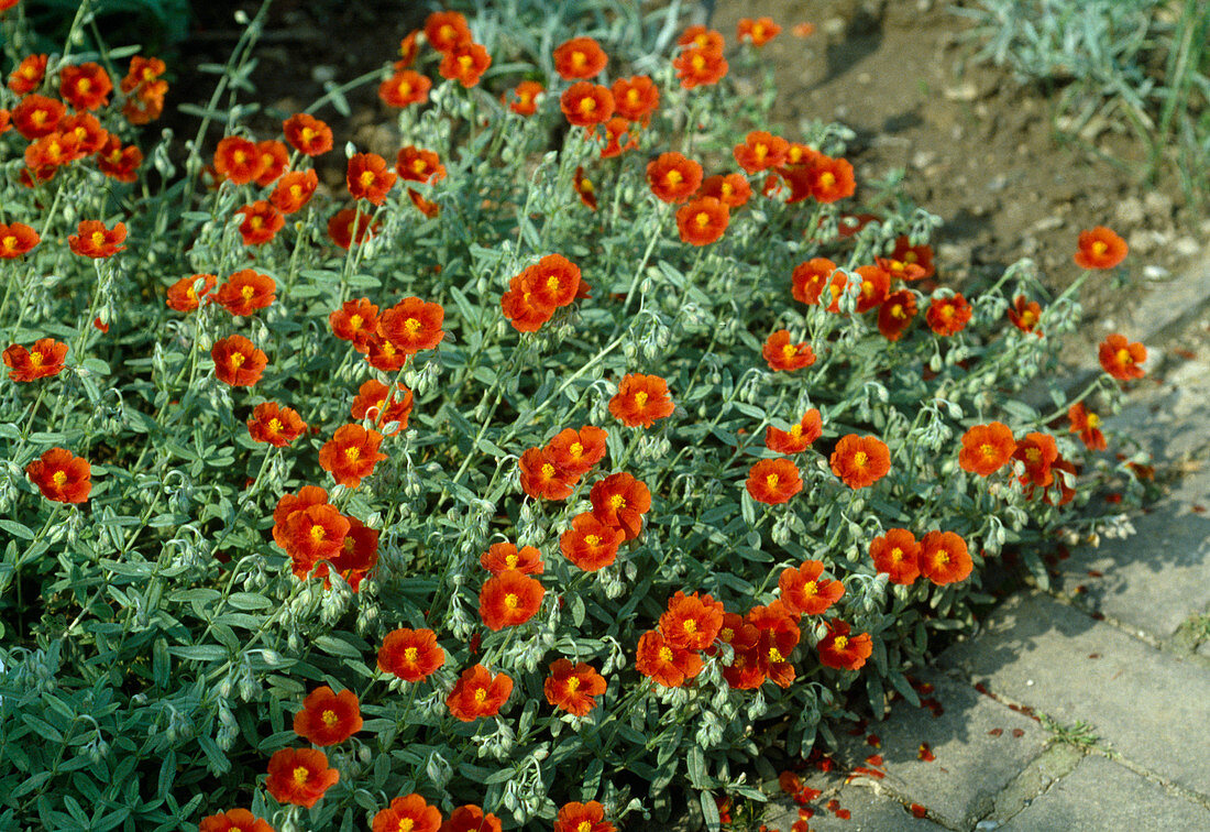 Helianthemum x hybridum