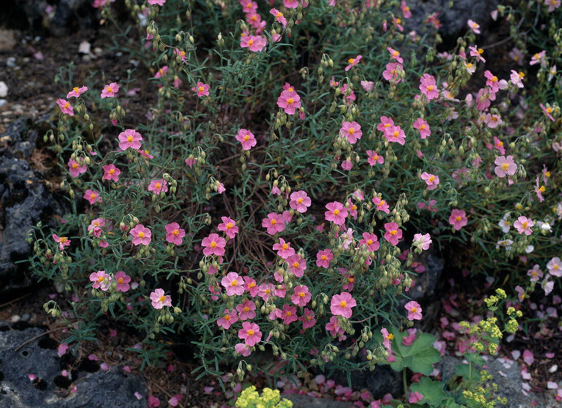 Helianthemum Hybride 'Lawrensons Pink' (Sunflower)