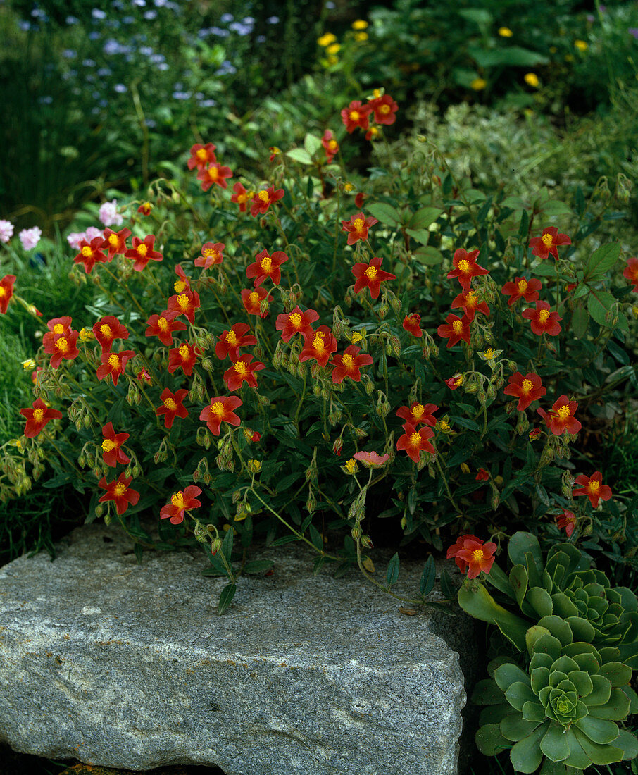 Helianthemum