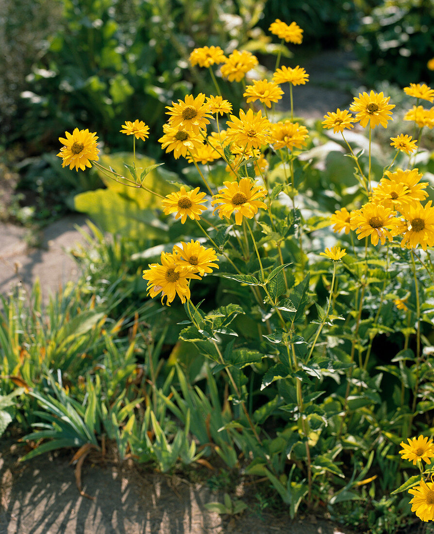 Heliopsis scabra