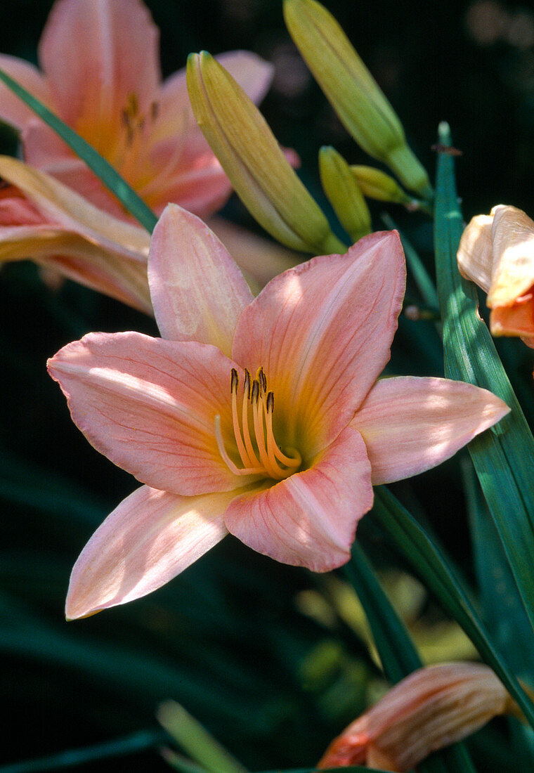 Hemerocallis