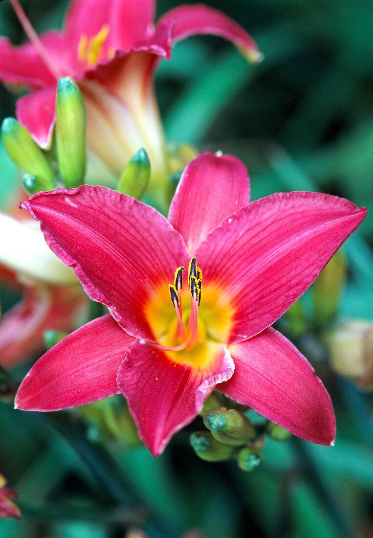 Hemerocallis