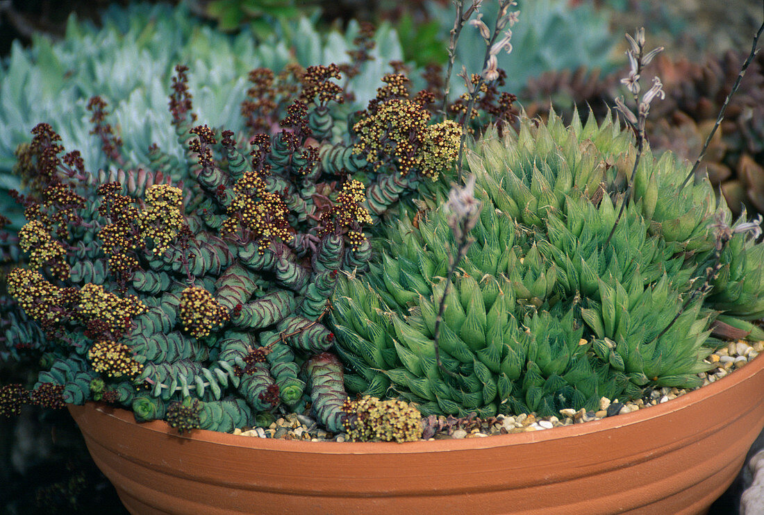 Bowl with Haworthia arachnoidea