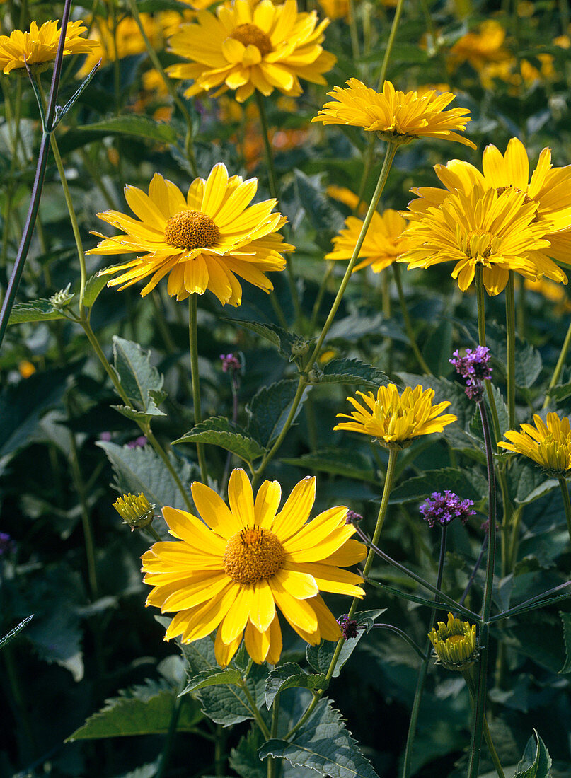 Heliopsis helianthoides