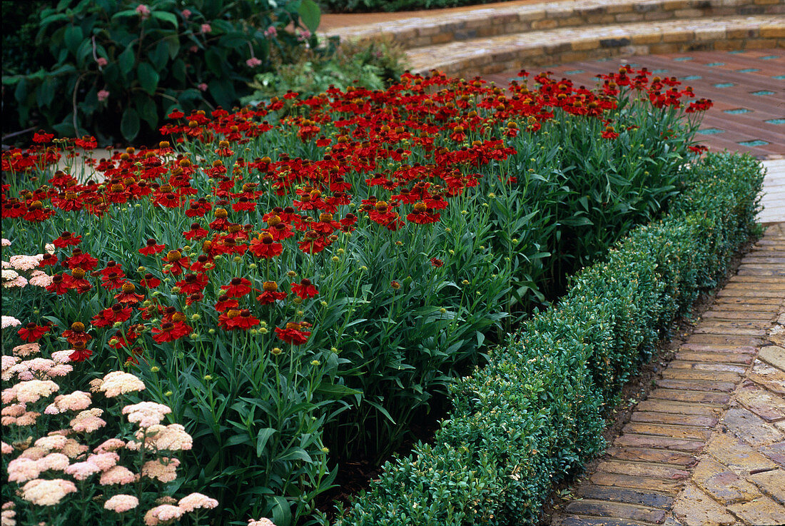 Helenium hybrid