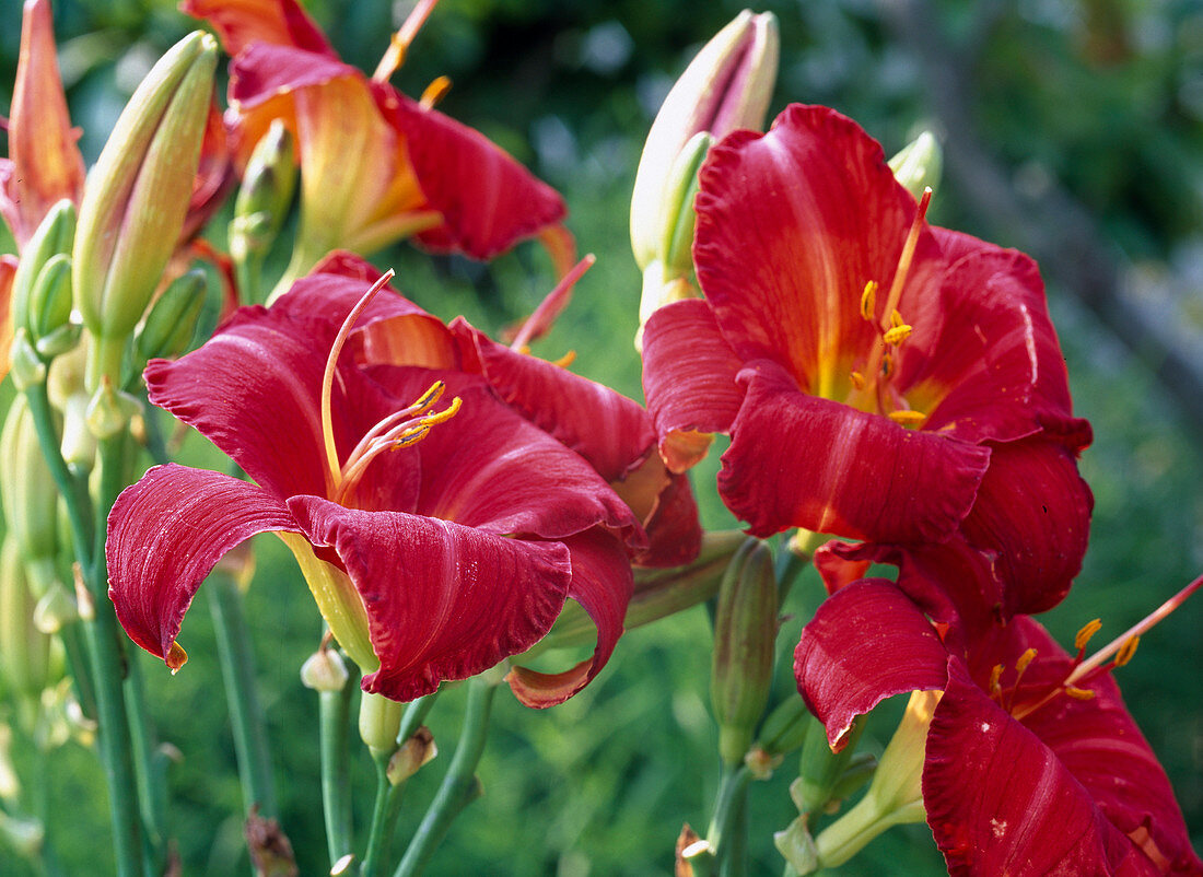 Hemerocallis Hybride (Daylily, dark red)