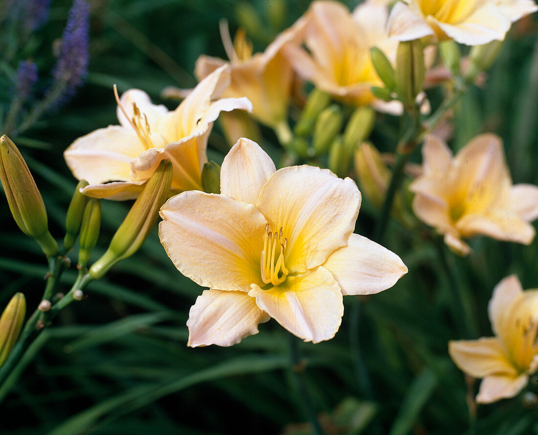 Hemerocallis 'Cologne Mellow'