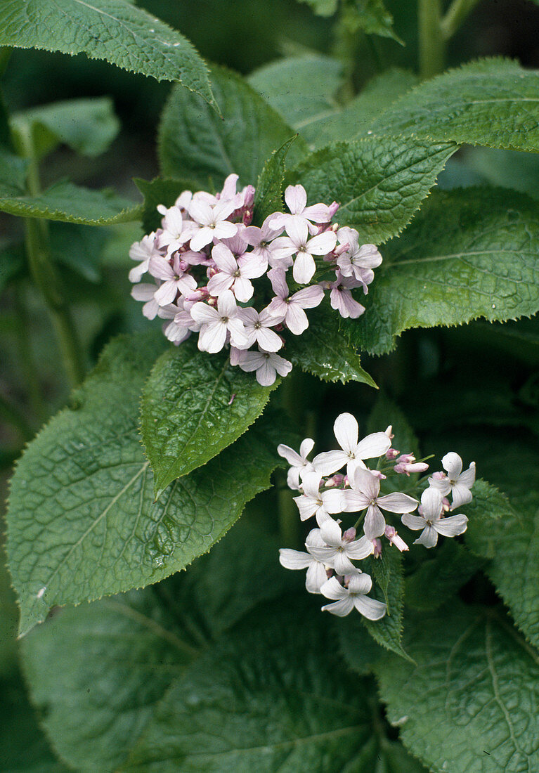 Hesperis matronalis