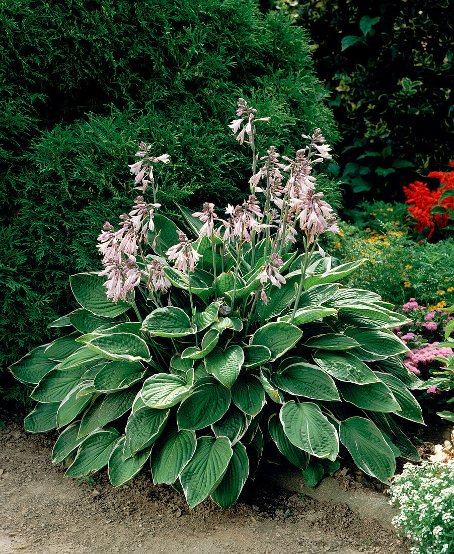 Hosta