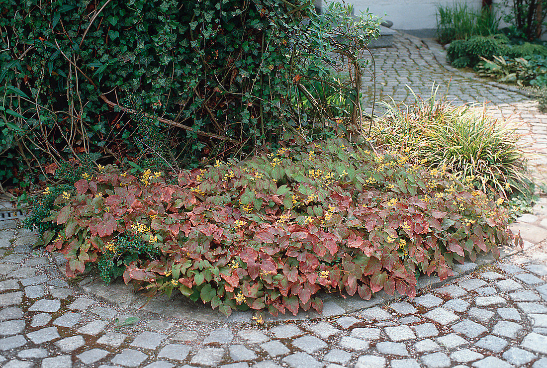 Epimedium perralderianum