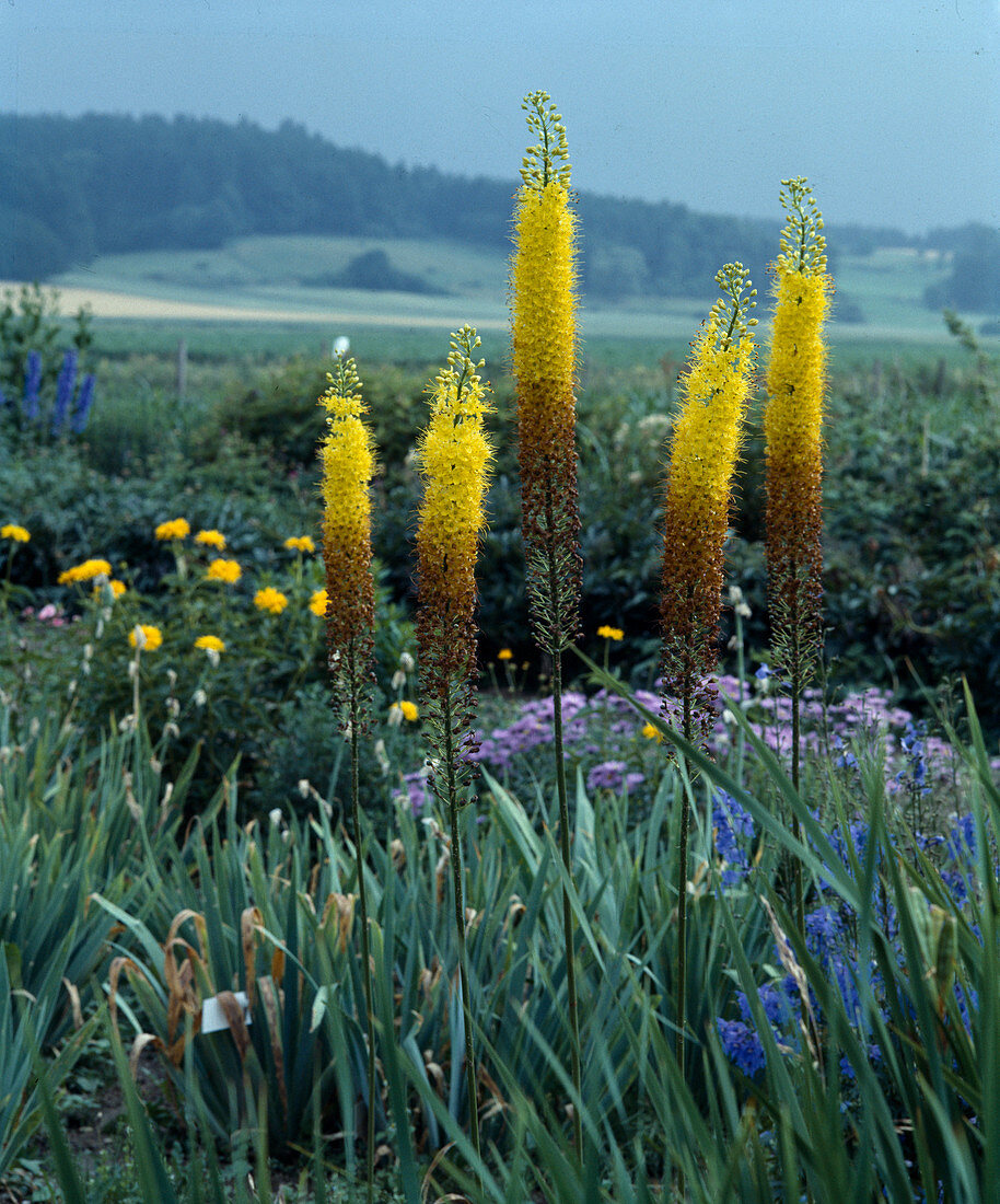 Eremurus bungei