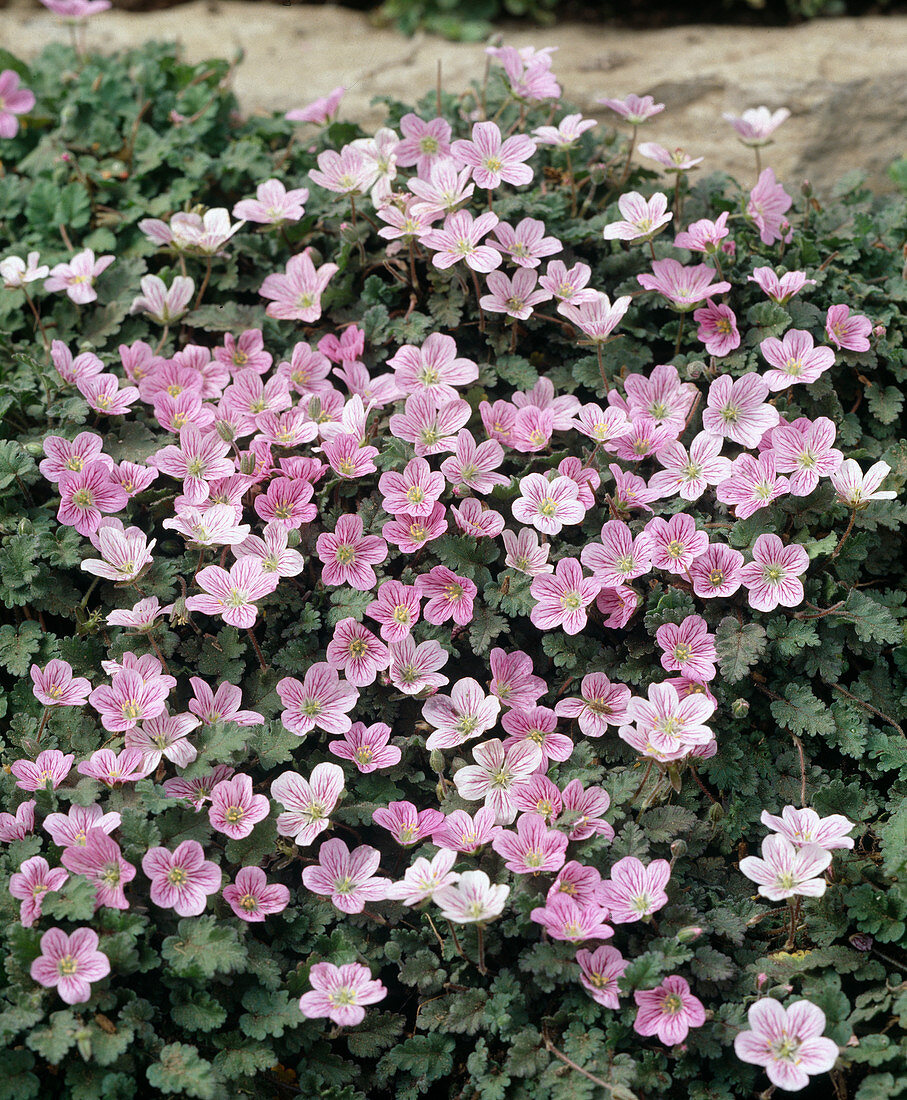 Erodium manescavii