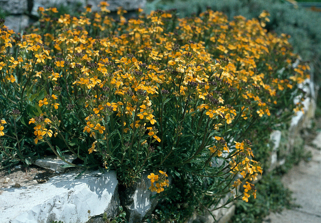 Erysimum pulchellum