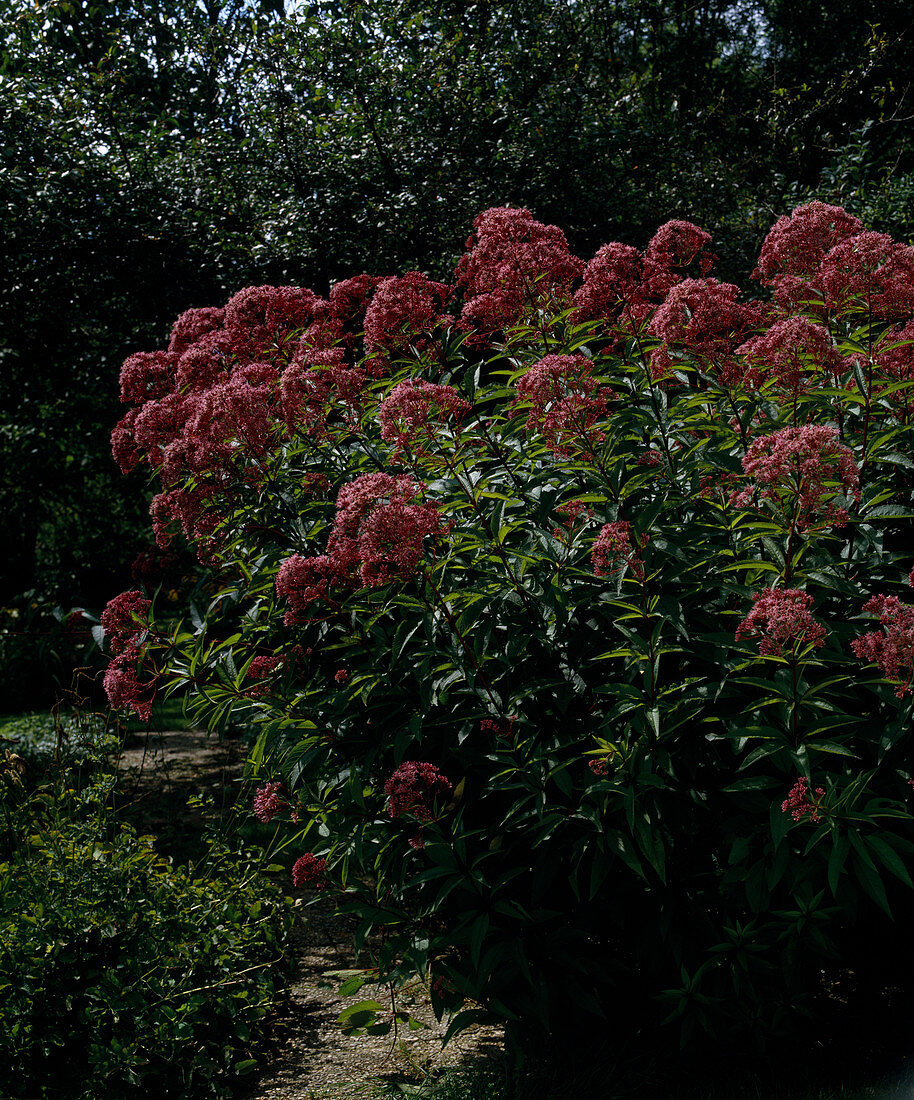 Eupatorium purpureum Water Downey