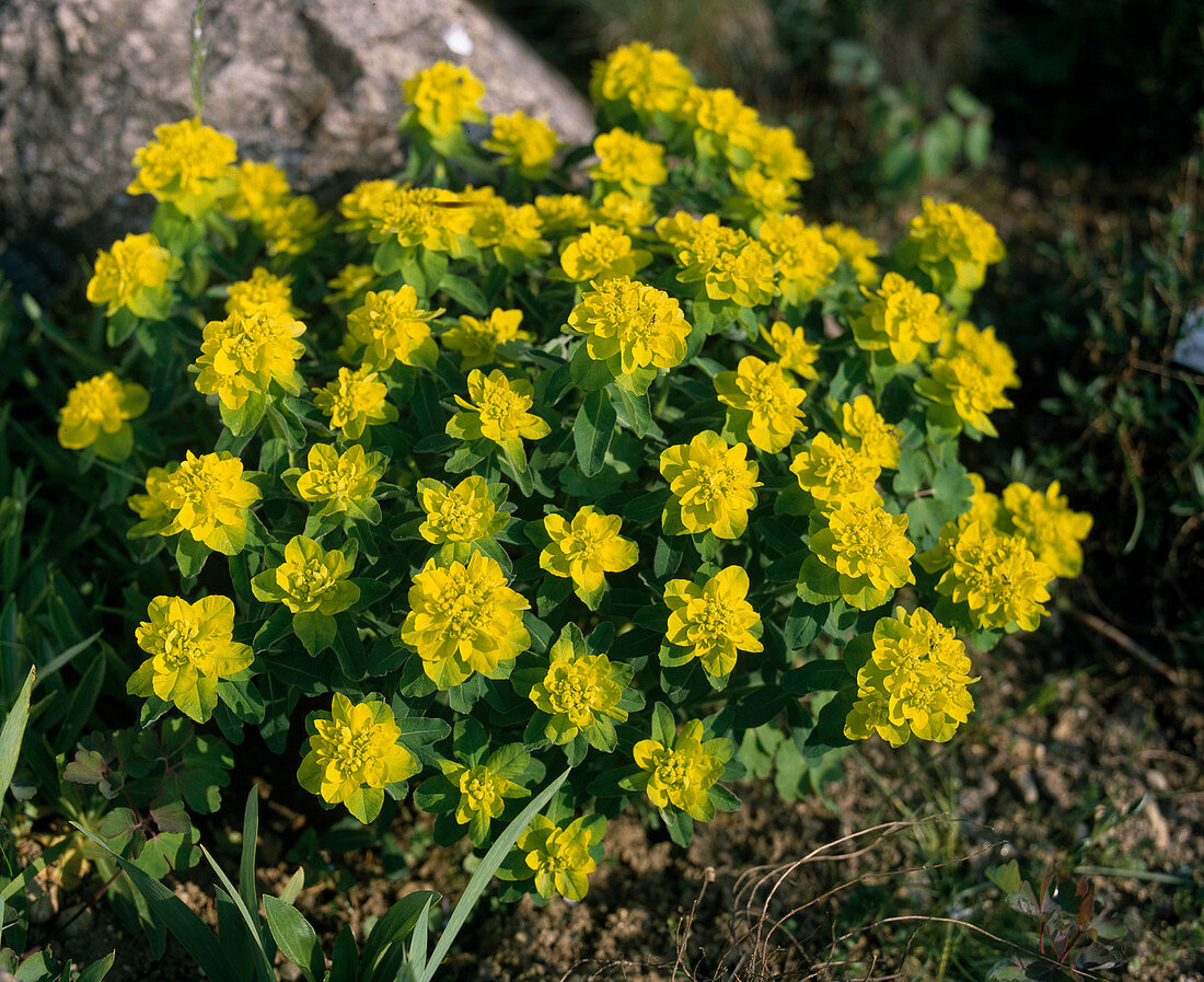 Euphorbia polychroma