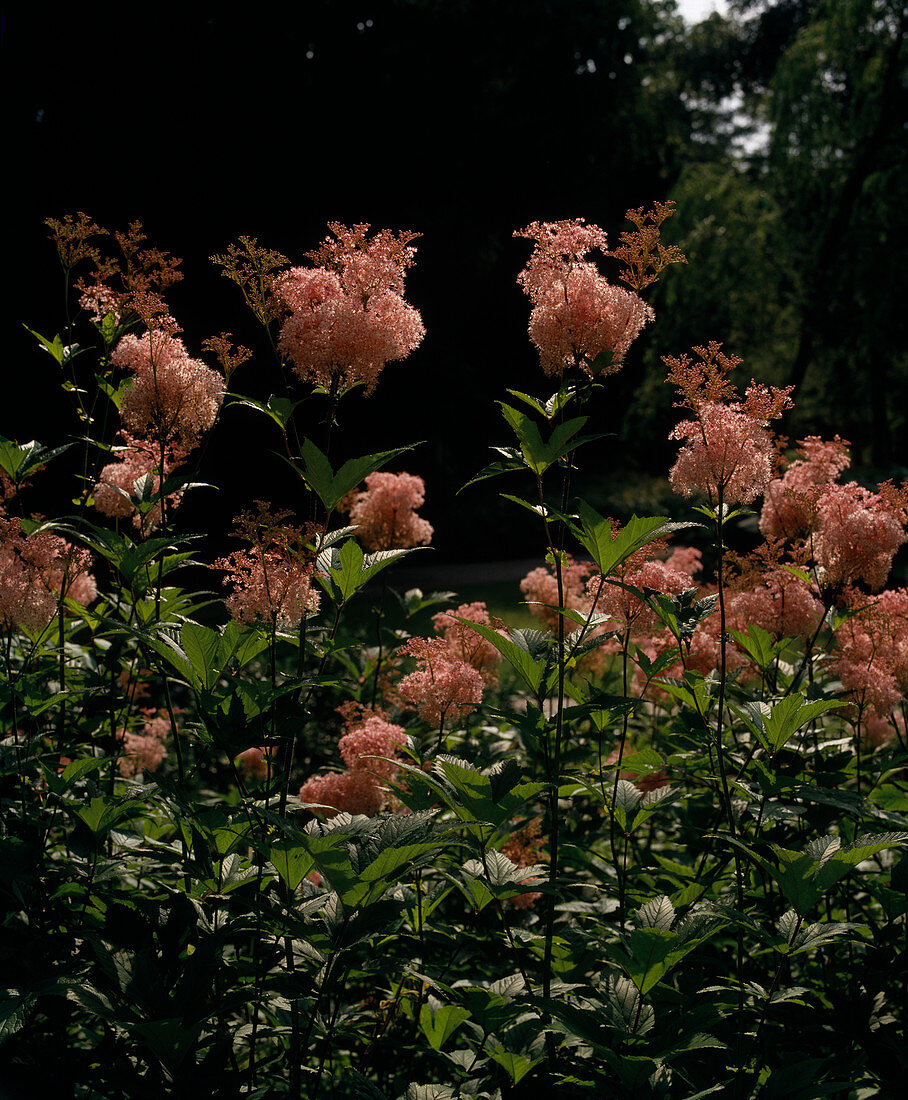 Filipendula ulmaria