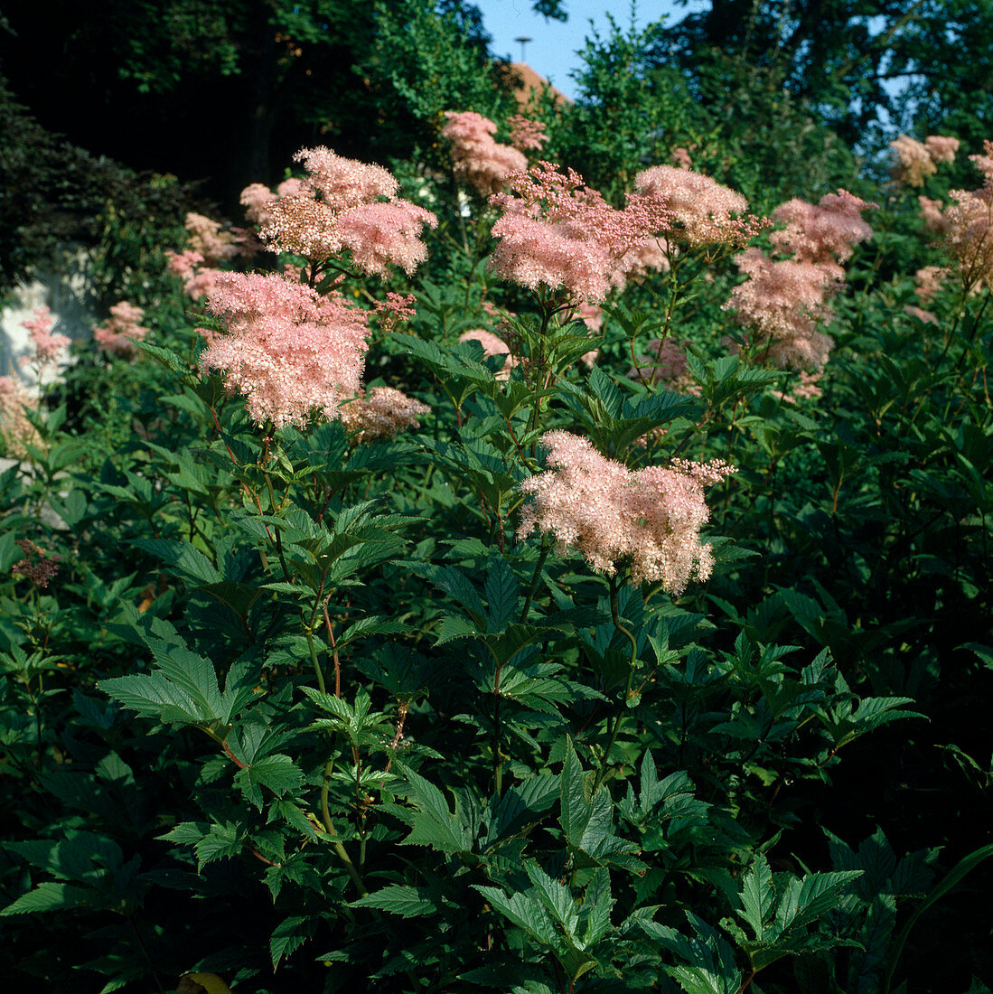 Filipendula palmata