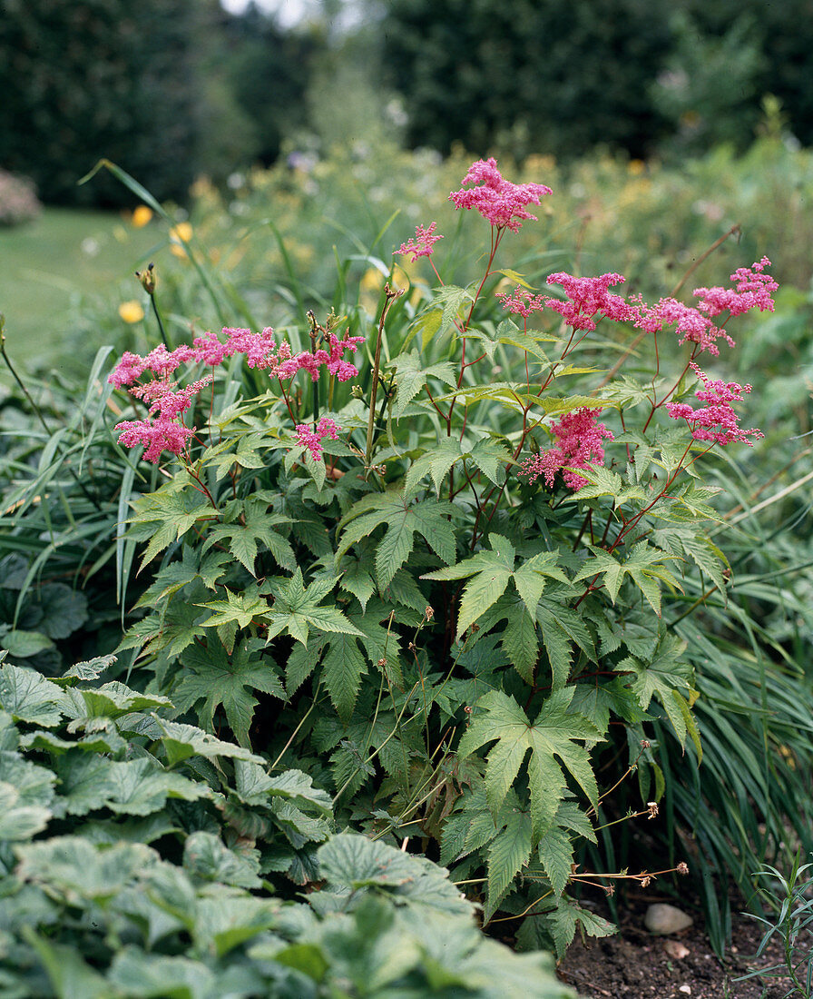 Filipendula purpurea