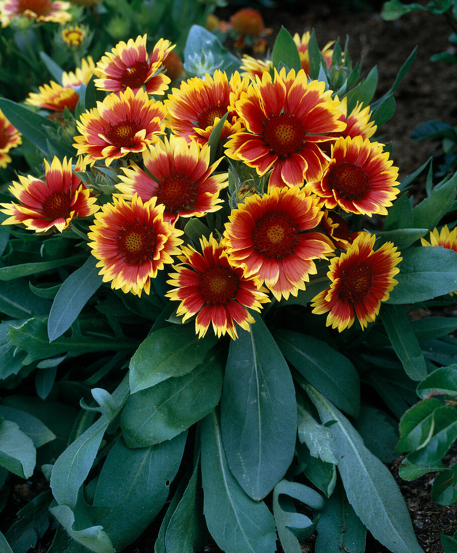 Gaillardia Aristata 'KOBOLD'