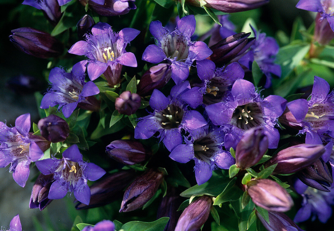 Gentiana septemfida