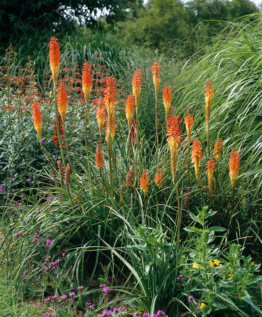 Kniphofia hybrid 'Fyrverkeri'