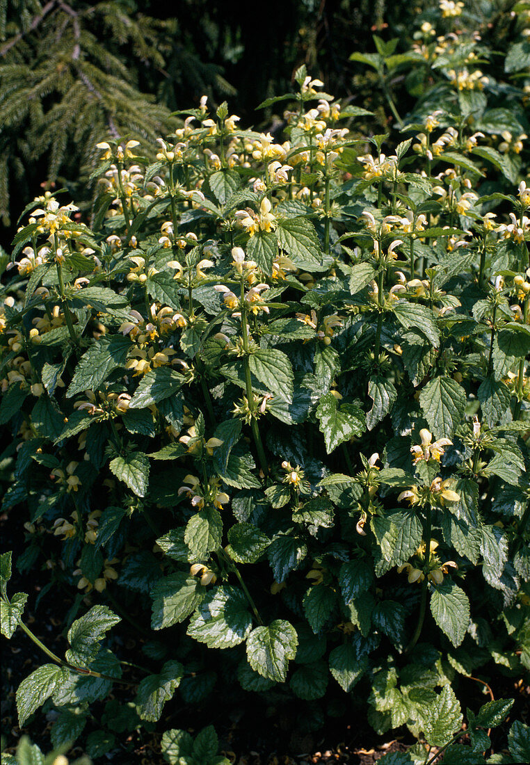 Lamium galeobdolon 'Florentinum'